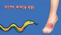 ঢাকার ধামরাইয়ে সাপের কামড়ে এক বৃদ্ধার মৃ...